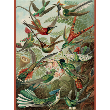 Ernst Haeckel: Hummingbirds