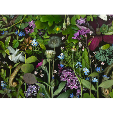 Deb Stoner: Siri's Lilac