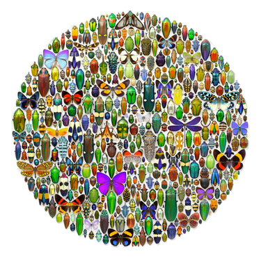 Christopher Marley: Macrocosm