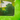 #option_green-corner-crush