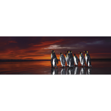 King Penguins