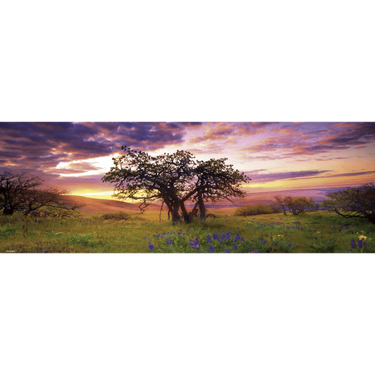 Oak tree