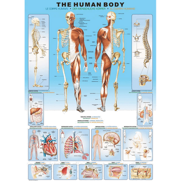 the-human-body hero