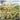 Forest Shuffle: Dartmoor - Exmoor