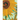 Van Gogh: Twelve Sunflowers (Detail)