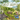 Forest Shuffle: Woodland Edge