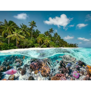 A Dive in the Maldives