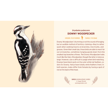 Birds Knowledge Cards - Thirsty Meeples