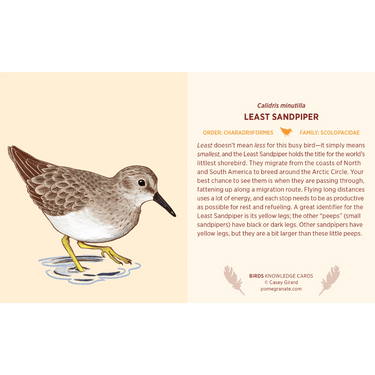 Birds Knowledge Cards - Thirsty Meeples
