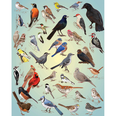 Casey Girard: Backyard Birds