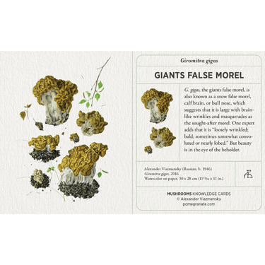 Mushrooms: Alexander Viazmensky Knowledge Cards - Thirsty Meeples