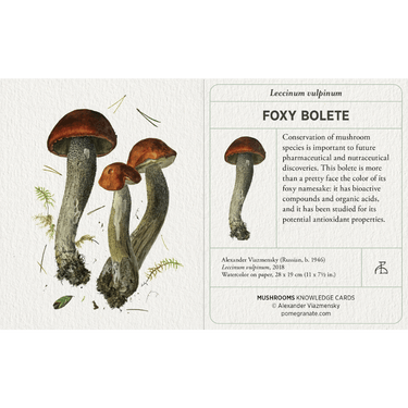 Mushrooms: Alexander Viazmensky Knowledge Cards - Thirsty Meeples