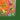 #option_green-edge-crease