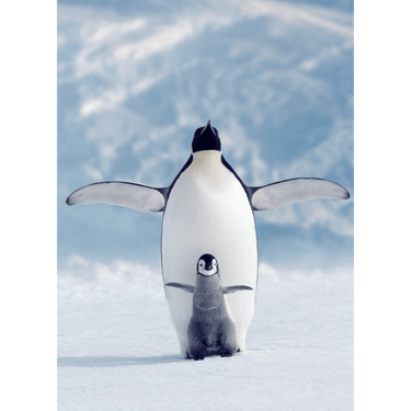 Penguin & Chick