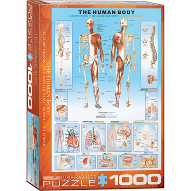 the-human-body box