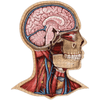 Anatomy Jigsaw Puzzle: Head