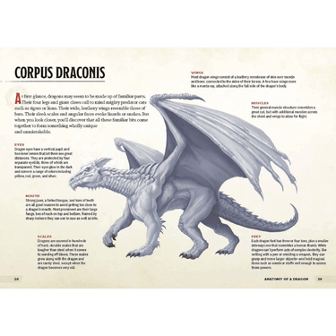 Dungeons & Dragons: A Young Adventurer's Guide - Dragons & Treasures