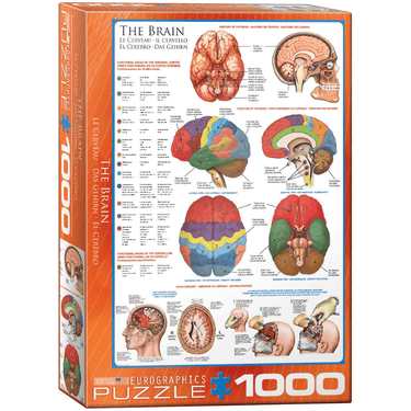 The Brain (1000 Pieces)