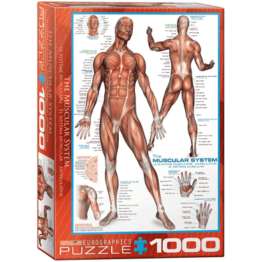The Muscular System (1000 Pieces)